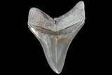Nice, Fossil Megalodon Tooth - Razor Sharp Serrations #86680-2